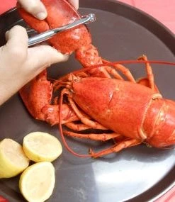 King Kooker Seafood Cracker